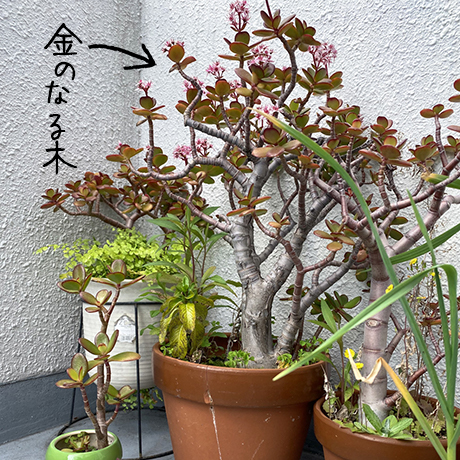 2020年4月（植物紹介）